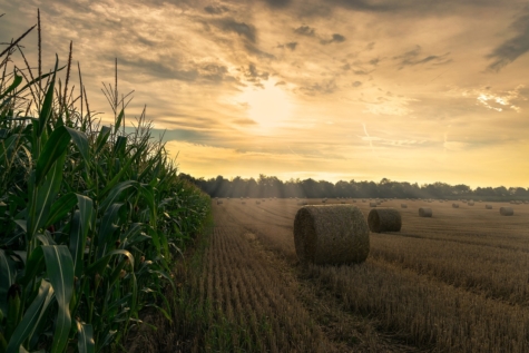 Landwirtschaftsfläche/Ausgleichsfläche (teilbar) in Wallersdorf!, 94522 Wallersdorf, Wohngrundstück