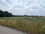 Bild - Landwirtschaftsfläche/Ausgleichsfläche in Straubing!